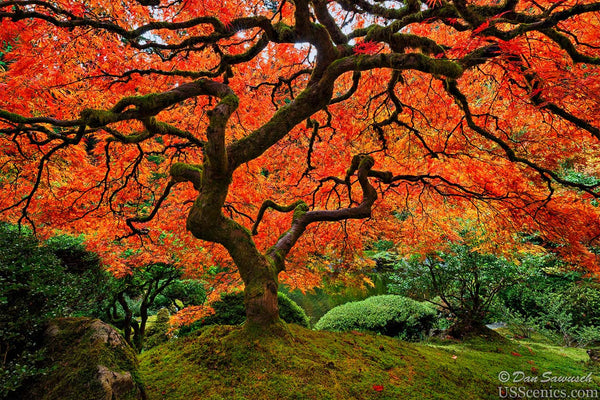 「Between Maple and Chestnut」写真集 感想/レビュー：写真集『Between Maple and Chestnut』/Terri