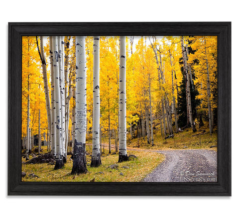 Aspen Glory Road - 21x28 Restoration Black Oak
