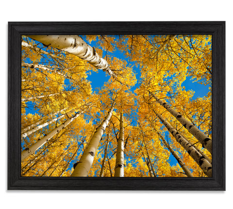 Aspen Sentries - 21x28 Restoration Black Oak