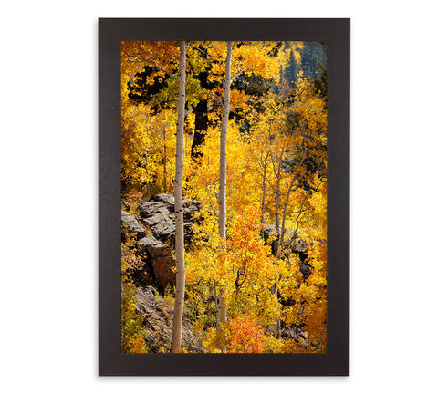 Aspens Near Ophir