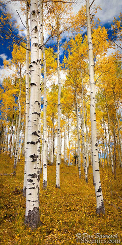 Aspens to the Sky
