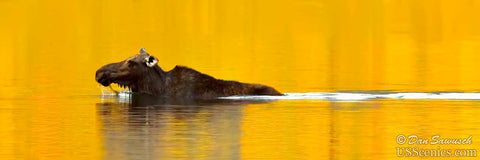 Female moose swimming in river in grand teton national park