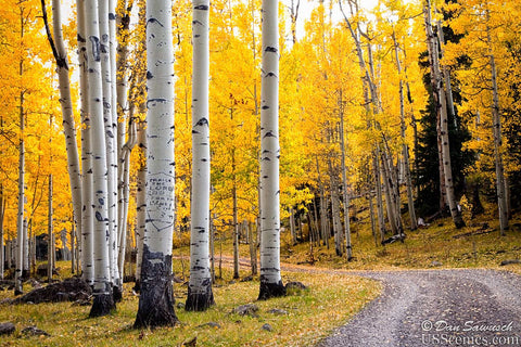 Yellow aspens for fall colors in colorado - Aspen Glory Road