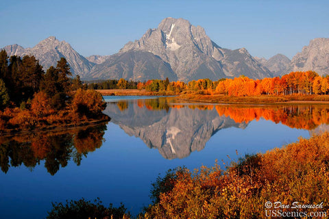 Orange fall aspens at Oxbow Bend in Grand Teton National Park, Wyoming