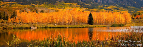 Yellow and orange aspens with a evergreen tree near a pond