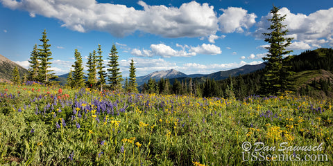 Crested Butte Flowers Pano