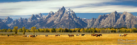Horses grazing in Grand Teton National Park near Jackson Hole, Wyoming