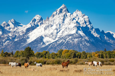Teton Horses