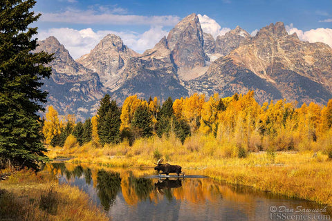 Teton Moose