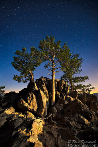 A night photo with stars at a tree on trail ridge road in Rocky Mountain National Park near Estes Park, Colorado