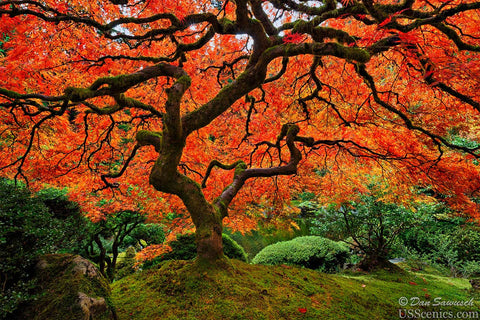 A orange and red Japanese Maple tree in fall at the Portland Japanese Garden in Portland, Oregon