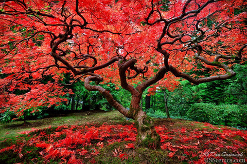 A red Japanese Maple tree in fall at the Portland Japanese Garden in Portland, Oregon