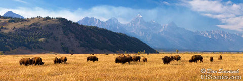Buffalo grazing in Grand Teton National Park near Jackson Hole, Wyoming
